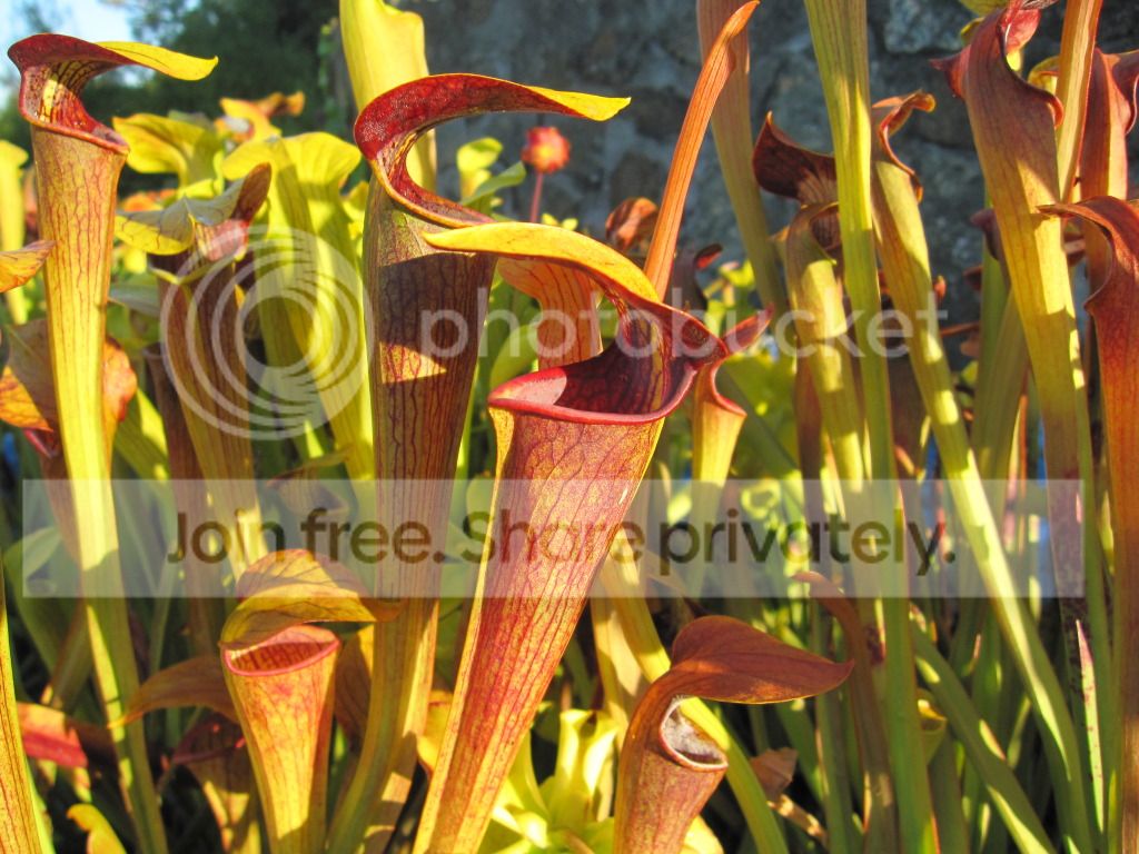 Sarracenia alata Stone Co, MS — population (red/dark variants)