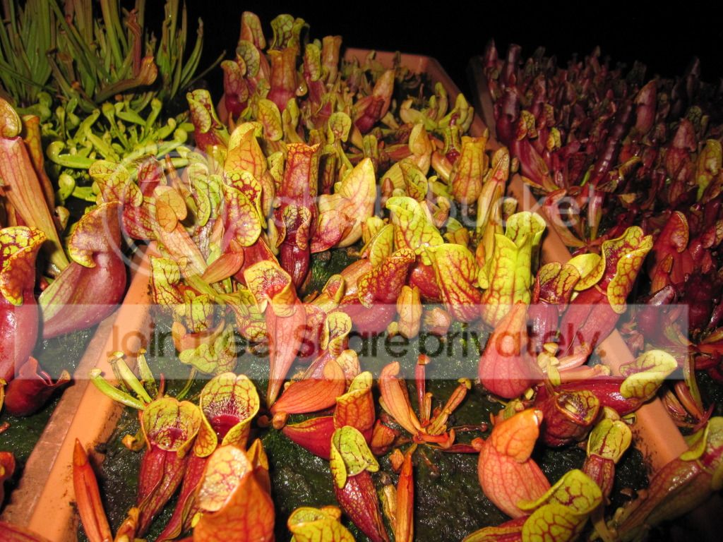 Tattnall venosa, 2012-07-10.