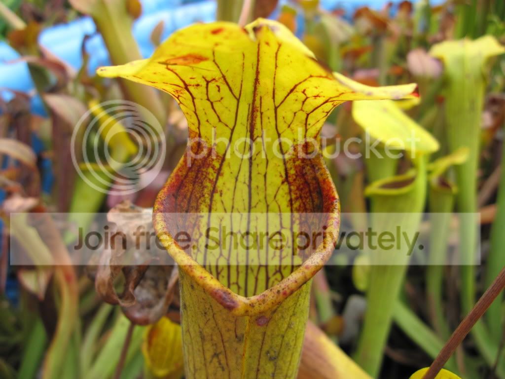 Sarracenia alabamensis ICPS AL0002