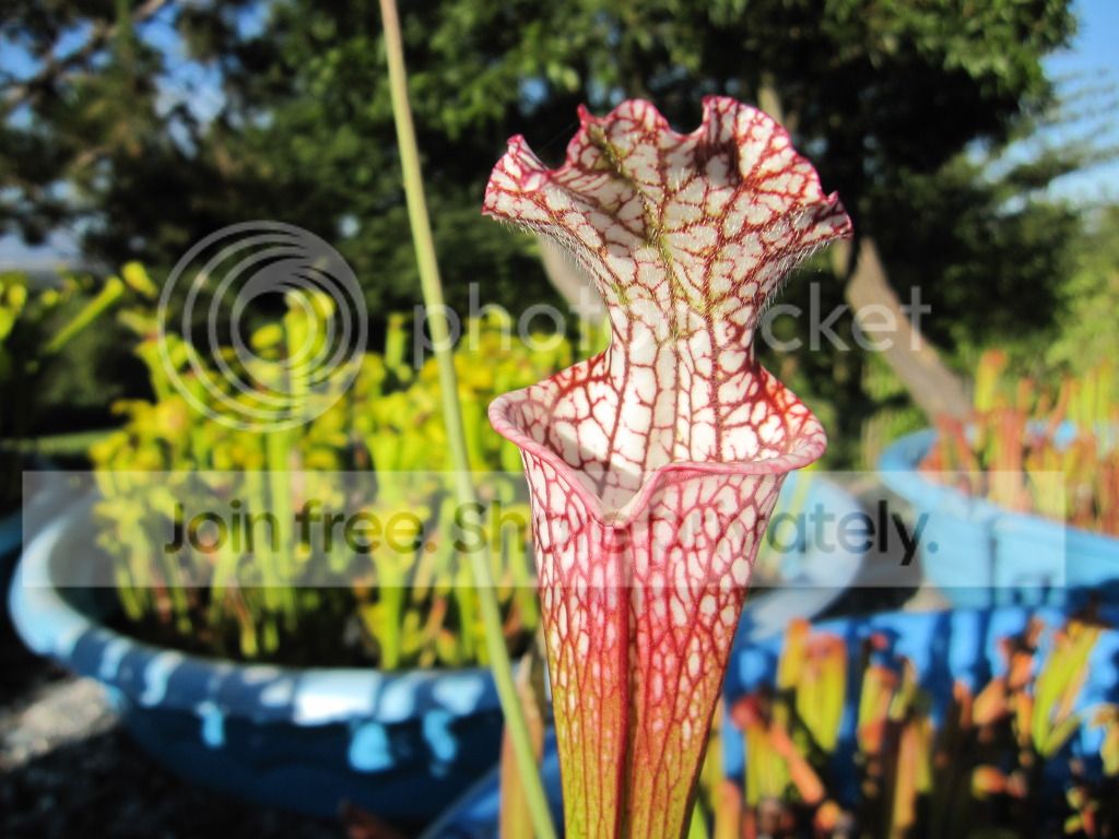 Sarracenia leucophylla 'Chuck Powell clone' (Mike's first Sarracenia)
