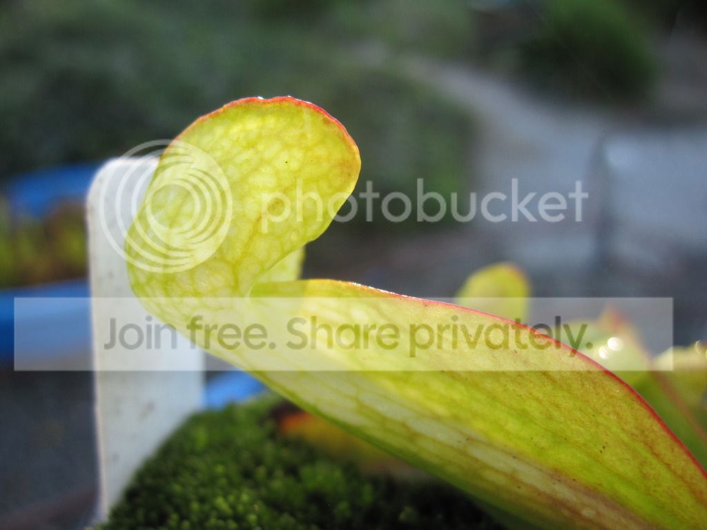 Yellow-flower psittacina, 2012-08-31