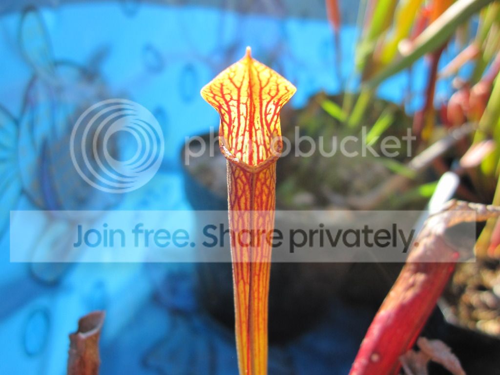 Ancestral Clone A, 2012-06-04