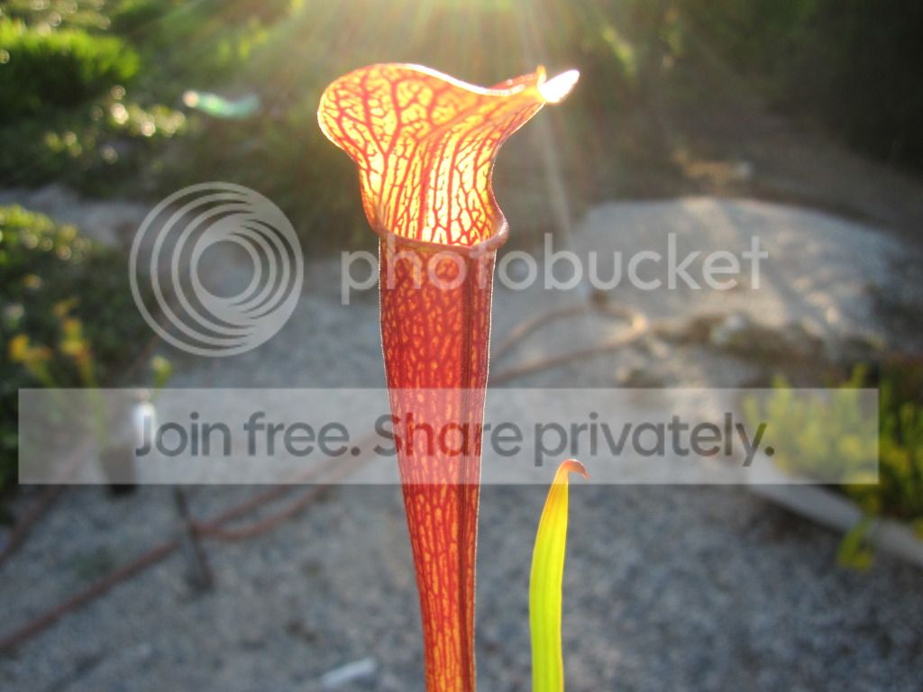 rubra