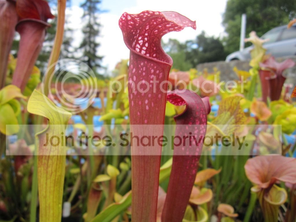 leucophylla 'burgundy' × minor okee, 2012-06-03