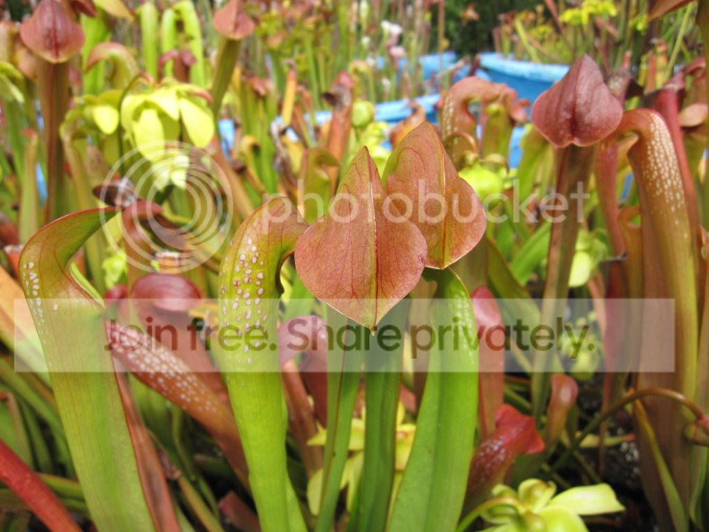 Clone X, 2012-05-30