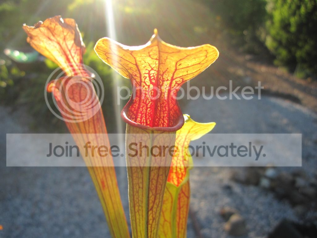 Summer trap, 2012-08-12