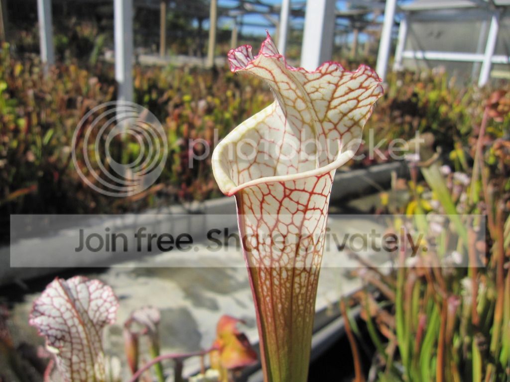 CC leucophylla — outdoor, October 2012.