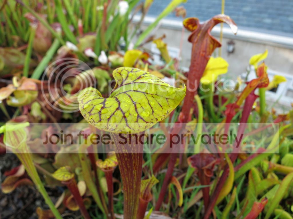 lid stays green, 2015-07-13