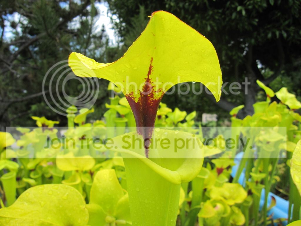 Sarracenia flava var. rugelii 'Clone H'