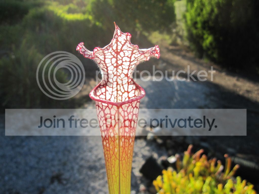 Sarracenia leucophylla Escambia Co, FL (undescribed clone)
