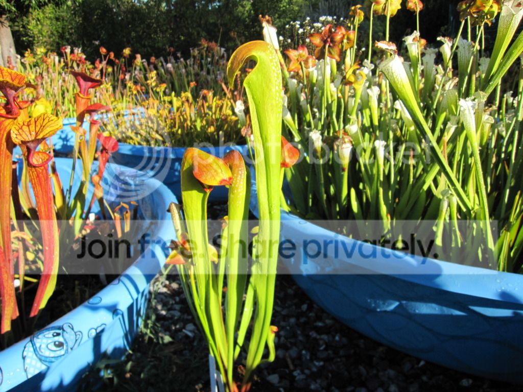 Sarracenia minor var. okefenokeensis Ware Co, GA — 'Clone #4' (green-yellow body)