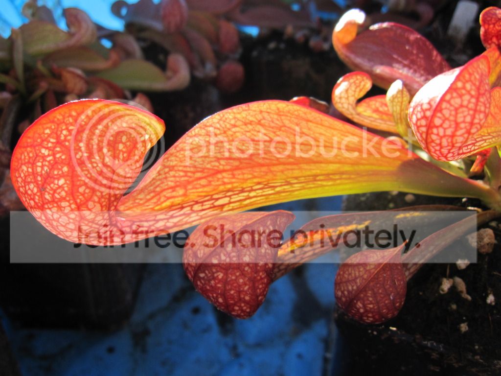 'Large Red', spring 2012