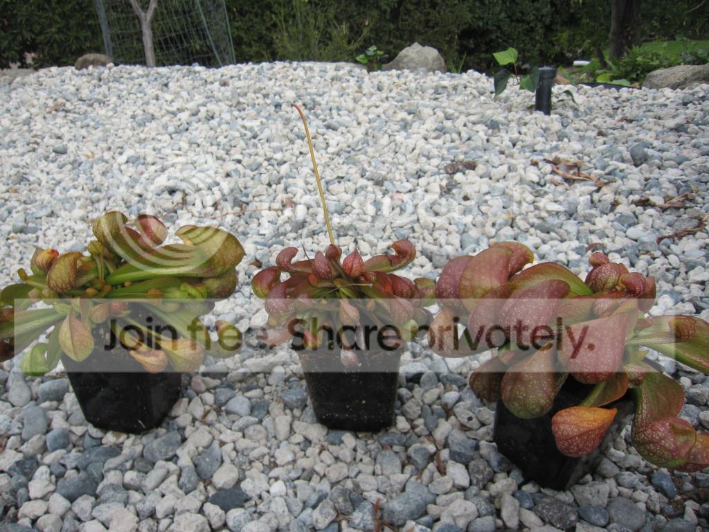 'Large Red' (left & right pots) flanking a regular adult psittacina (center) for scale, 2012-10-05