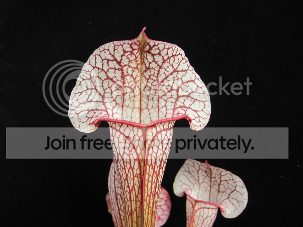 Sarracenia x umlauftiana (S. purpurea × S. leucophylla / 'Skywatcher' clone)