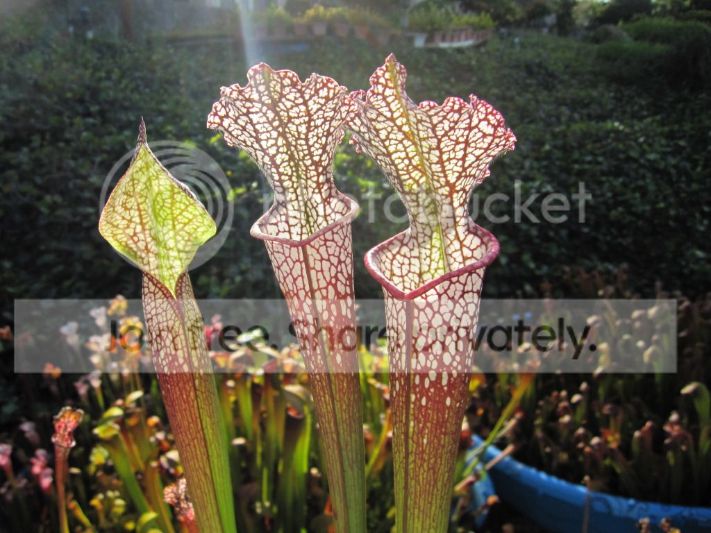 WRR fall pitchers just opened, September 2012 — red not yet pronounced