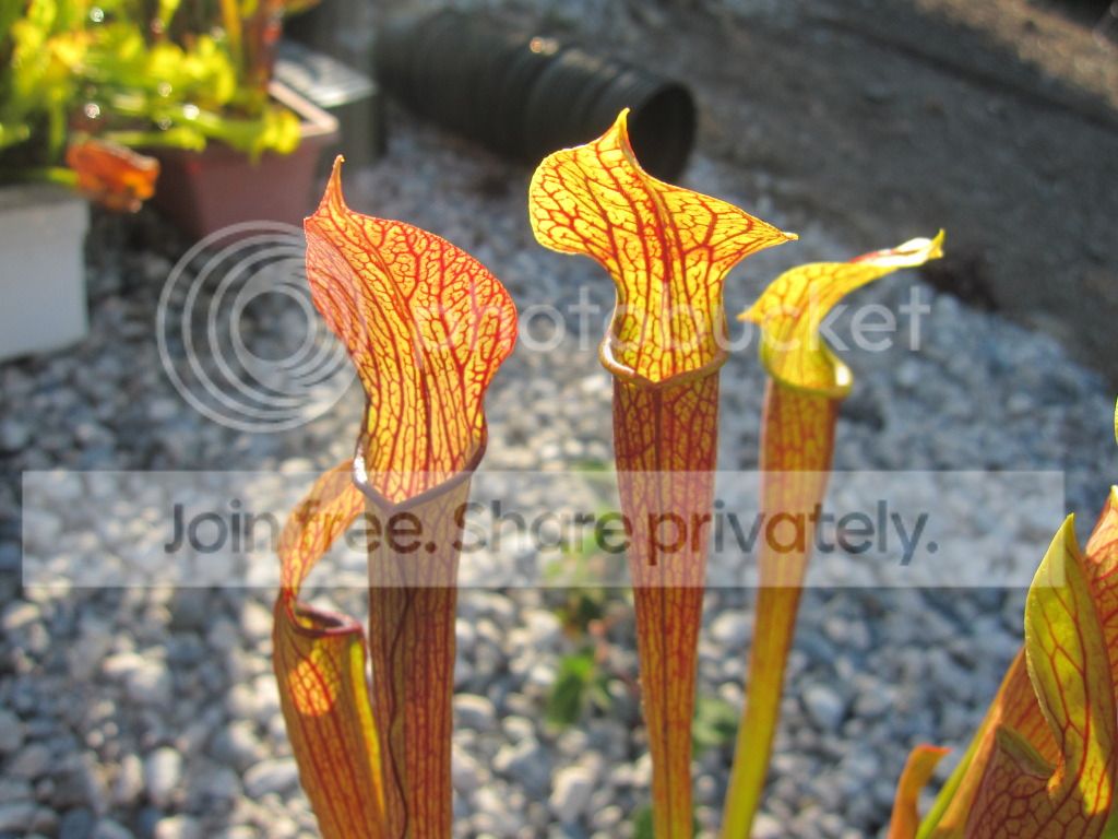 Sarracenia rubra ssp. rubra 'long lid' (red form, locality unknown)